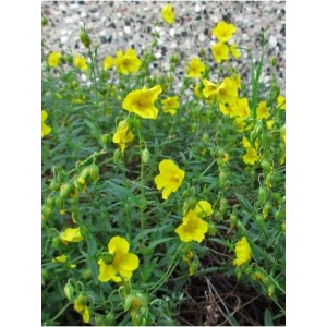 posłonek ogrodowy (Helianthemum x hybridum) Golden Queen- Świat bylin - sklep internetowy
