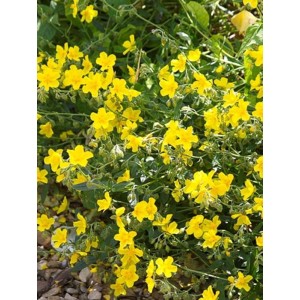 posłonek ogrodowy (Helianthemum x hybridum) Golden Queen- Świat bylin - sklep internetowy