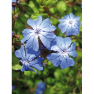 ceratostigma ołownikowata (Ceratostigma plumbaginoides) Gentian Blue - Świat bylin - sklep internetowy