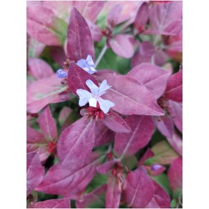 ceratostigma ołownikowata (Ceratostigma plumbaginoides) Gentian Blue - Świat bylin - sklep internetowy