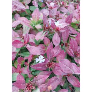 ceratostigma ołownikowata (Ceratostigma plumbaginoides) Gentian Blue - Świat bylin - sklep internetowy