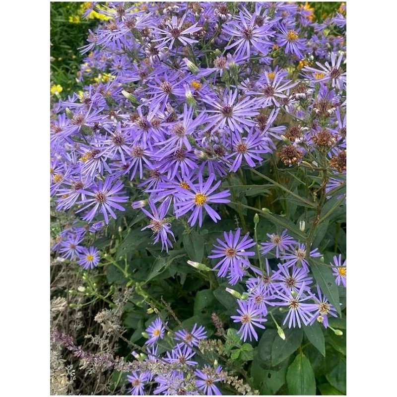 aster wielkolistny (Aster macrophyllus) Twilight- Świat bylin - sklep internetowy