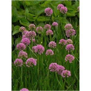 czosnek (Allium) Millenium- Świat bylin - sklep internetowy