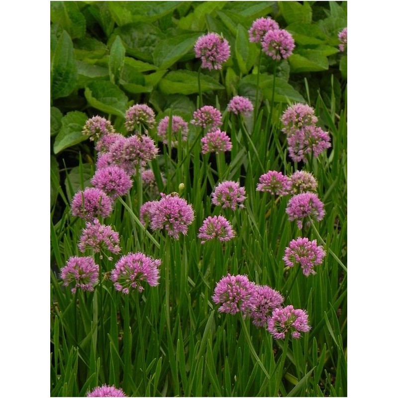 czosnek (Allium) Millenium- Świat bylin - sklep internetowy