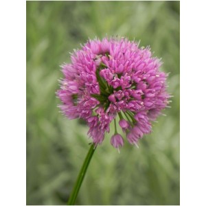 czosnek (Allium) Millenium- Świat bylin - sklep internetowy