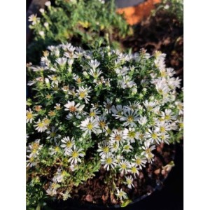 aster wrzosolistny (Aster ericoides) Prostratum- Świat bylin - sklep internetowy