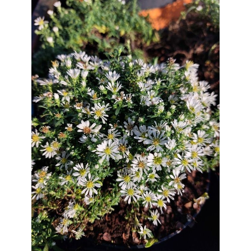 aster wrzosolistny (Aster ericoides) Prostratum- Świat bylin - sklep internetowy