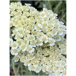 krwawnik pospolity (Achillea millefolium) Alabaster- Świat bylin - sklep internetowy