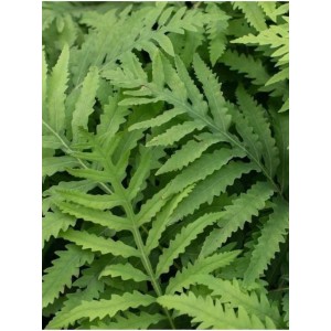 onoklea wrażliwa (Onoclea sensibilis) - Świat bylin - sklep internetowy