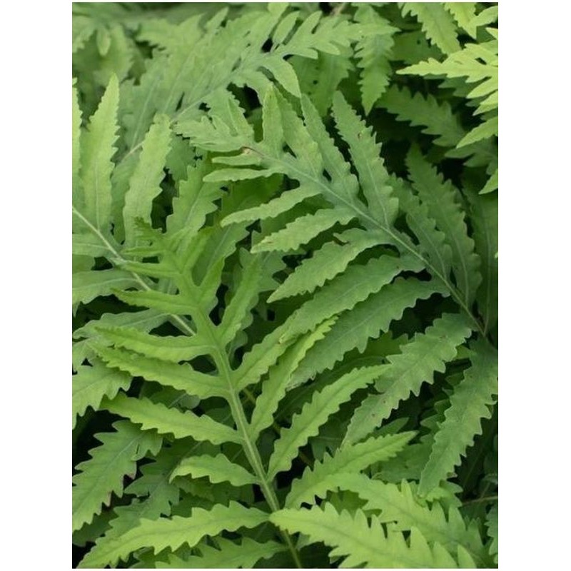 onoklea wrażliwa (Onoclea sensibilis) - Świat bylin - sklep internetowy