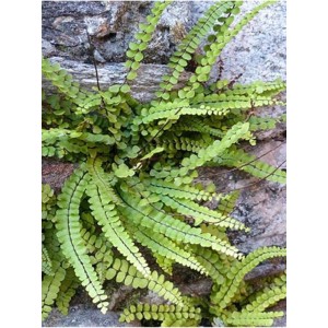 zanokcica skalna (Asplenium trichomanes)- Świat bylin - sklep internetowy