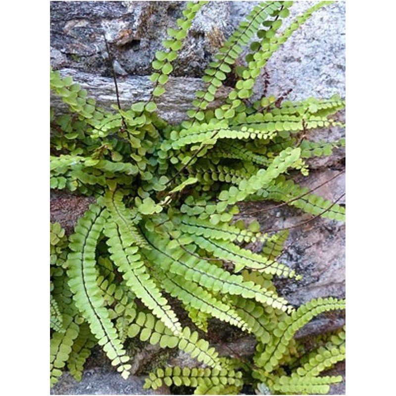 zanokcica skalna (Asplenium trichomanes)- Świat bylin - sklep internetowy