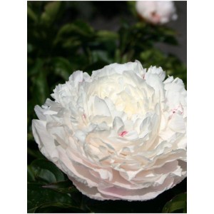 piwonia chińska (Paeonia lactiflora) Elsa Sass- Świat bylin - sklep internetowy