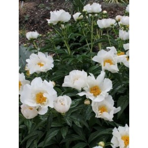 piwonia chińska (Paeonia lactiflora) Krinkled White- Świat bylin - sklep internetowy