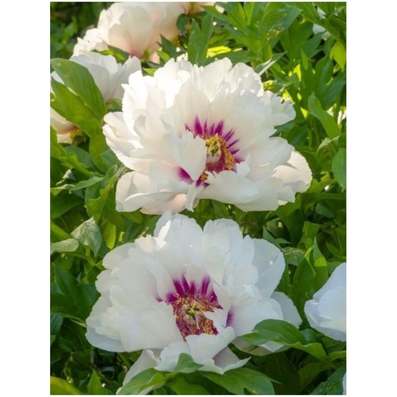 piwonia Itoh (Paeonia Itoh) Cora Louise- Świat bylin - sklep internetowy