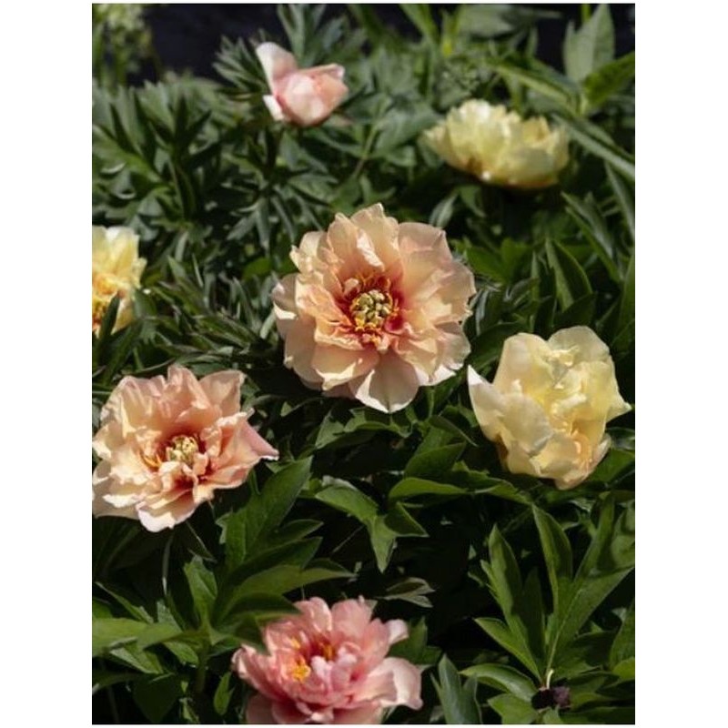 piwonia Itoh (Paeonia Itoh) Canary Briljant- Świat bylin - sklep internetowy