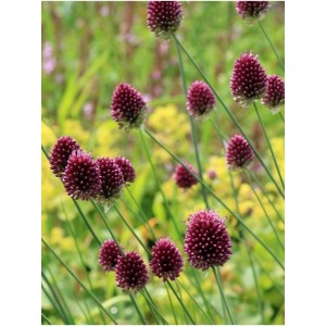 czosnek główkowaty (Allium sphaerocephalum) - Świat bylin - sklep internetowy