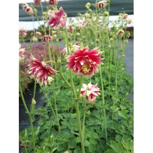 orlik pospolity (Aquilegia vulgaris) plena Nora Barlow- Świat bylin - sklep internetowy