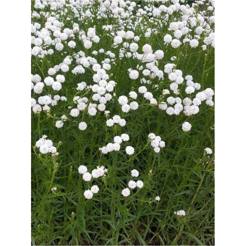 krwawnik kichawiec (Achillea ptarmica) Double Diamond- Świat bylin - sklep internetowy