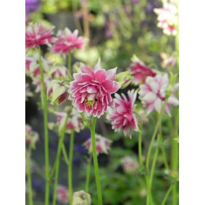 orlik pospolity (Aquilegia vulgaris) plena Nora Barlow- Świat bylin - sklep internetowy