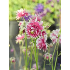 orlik pospolity (Aquilegia vulgaris) plena Nora Barlow- Świat bylin - sklep internetowy