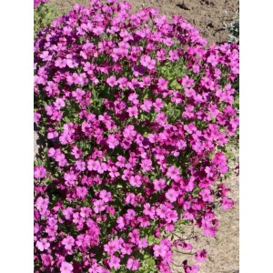 żagwin zwyczajny (Aubrieta deltoidea) Red Carpet- Świat bylin - sklep internetowy