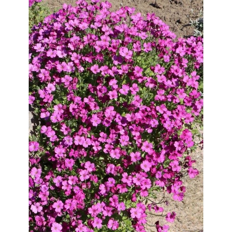 żagwin zwyczajny (Aubrieta deltoidea) Red Carpet- Świat bylin - sklep internetowy