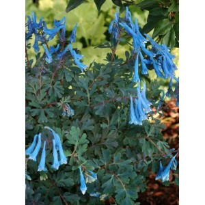 kokorycz (Corydalis curviflora) Blue Heron - Świat bylin - sklep internetowy