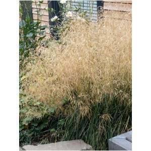 śmiałek darniowy (Deschampsia caespitosa) Palava- Świat bylin - sklep internetowy