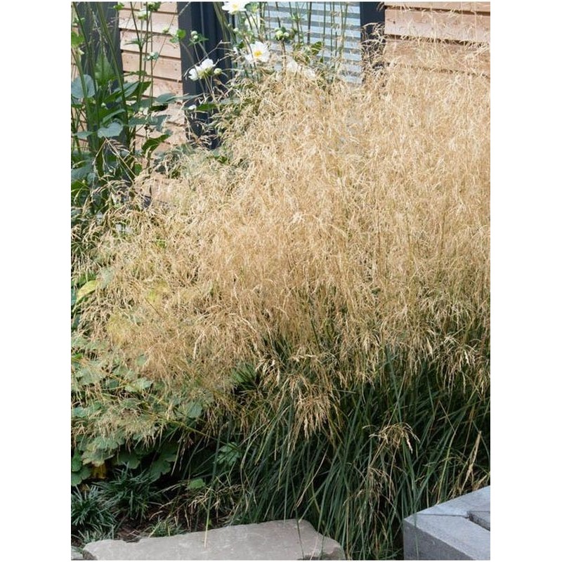 śmiałek darniowy (Deschampsia caespitosa) Palava- Świat bylin - sklep internetowy