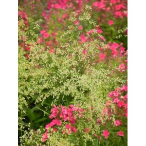 śmiałek darniowy (Deschampsia caespitosa) Tardiflora- Świat bylin - sklep internetowy