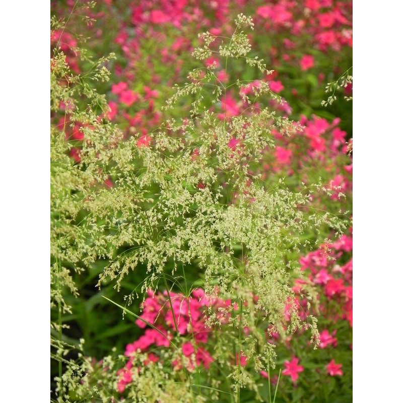 śmiałek darniowy (Deschampsia caespitosa) Tardiflora- Świat bylin - sklep internetowy