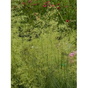 śmiałek darniowy (Deschampsia caespitosa) Tardiflora- Świat bylin - sklep internetowy