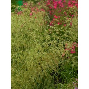 śmiałek darniowy (Deschampsia caespitosa) Tardiflora- Świat bylin - sklep internetowy