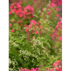 śmiałek darniowy (Deschampsia caespitosa) Tardiflora- Świat bylin - sklep internetowy