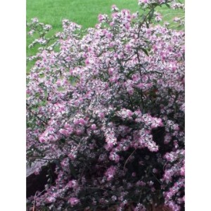 aster bocznolistny (Aster laterifolius) Lady in Black- Świat bylin - sklep internetowy