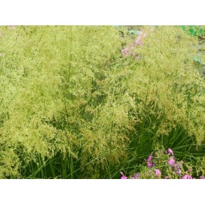 śmiałek darniowy (Deschampsia caespitosa) Tardiflora- Świat bylin - sklep internetowy