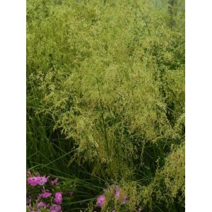 śmiałek darniowy (Deschampsia caespitosa) Tardiflora- Świat bylin - sklep internetowy