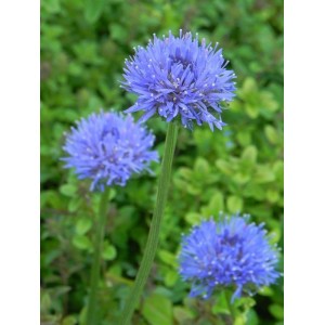 jasieniec trwały (Jasione laevis) Blaulicht- Świat bylin - sklep internetowy