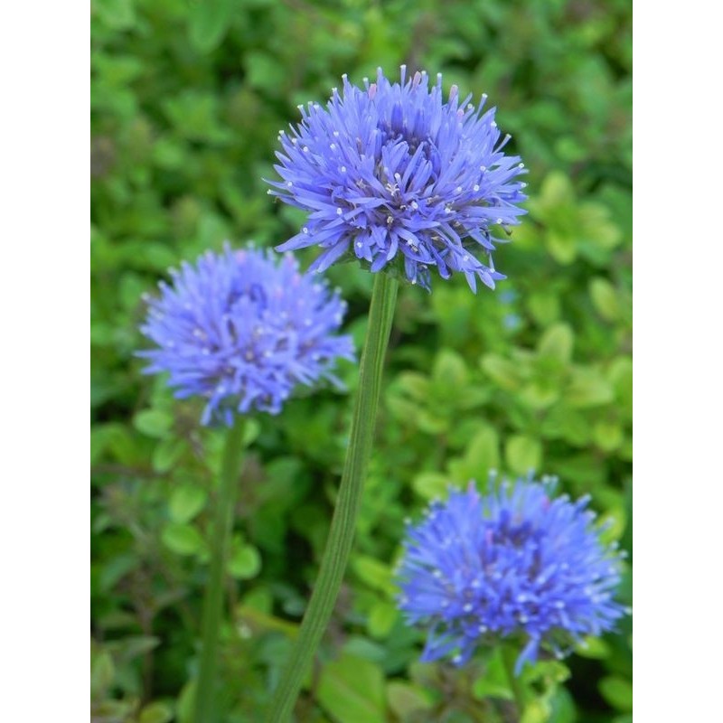 jasieniec trwały (Jasione laevis) Blaulicht- Świat bylin - sklep internetowy