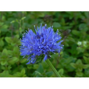 jasieniec trwały (Jasione laevis) Blaulicht- Świat bylin - sklep internetowy