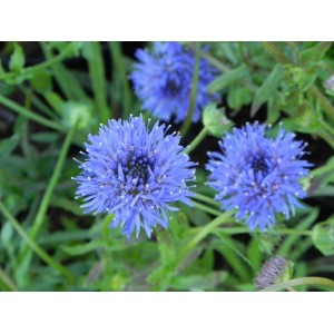 jasieniec trwały (Jasione laevis) Blaulicht- Świat bylin - sklep internetowy