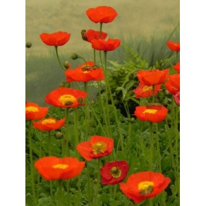 mak nagołodygowy (Papaver nudicaule) Pop-up Red- Świat bylin - sklep internetowy