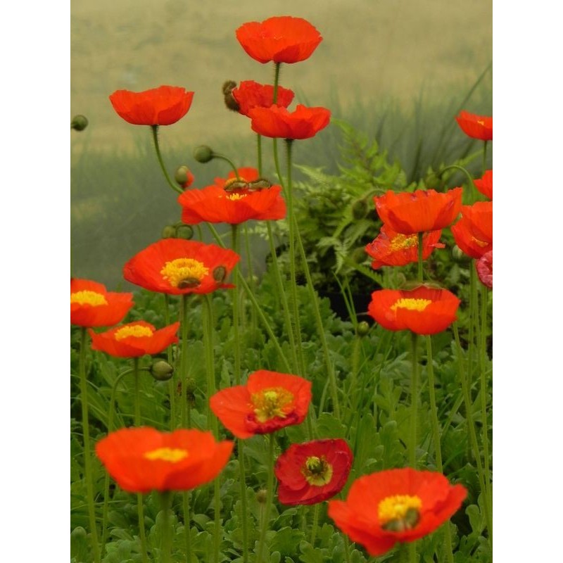 mak nagołodygowy (Papaver nudicaule) Pop-up Red- Świat bylin - sklep internetowy