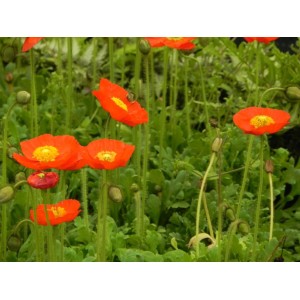 mak nagołodygowy (Papaver nudicaule) Pop-up Red- Świat bylin - sklep internetowy