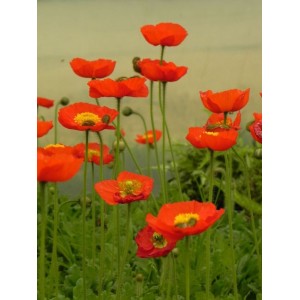 mak nagołodygowy (Papaver nudicaule) Pop-up Red- Świat bylin - sklep internetowy