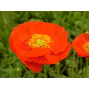 mak nagołodygowy (Papaver nudicaule) Pop-up Red- Świat bylin - sklep internetowy