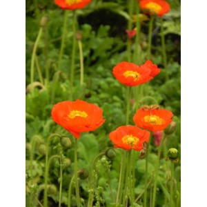 mak nagołodygowy (Papaver nudicaule) Pop-up Red- Świat bylin - sklep internetowy