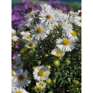 aster nowoangielski (Aster novi-angliae) Herbstschnee- Świat bylin - sklep internetowy