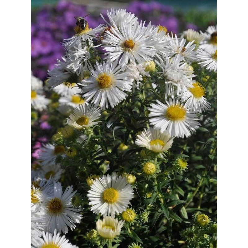 aster nowoangielski (Aster novi-angliae) Herbstschnee- Świat bylin - sklep internetowy